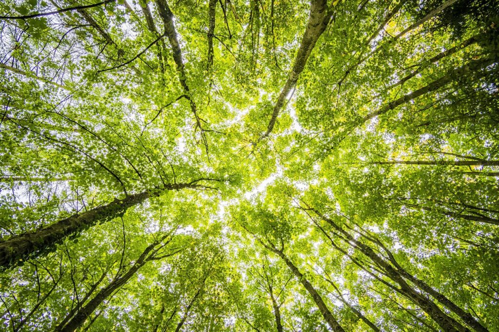 Bomen door Felix Mittermeier