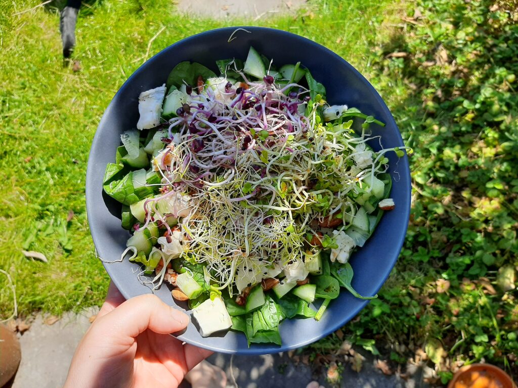 Salade met kiemgroenten