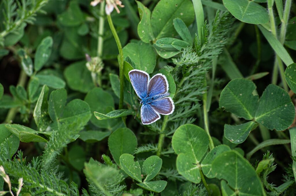 Help de vlinders een handje